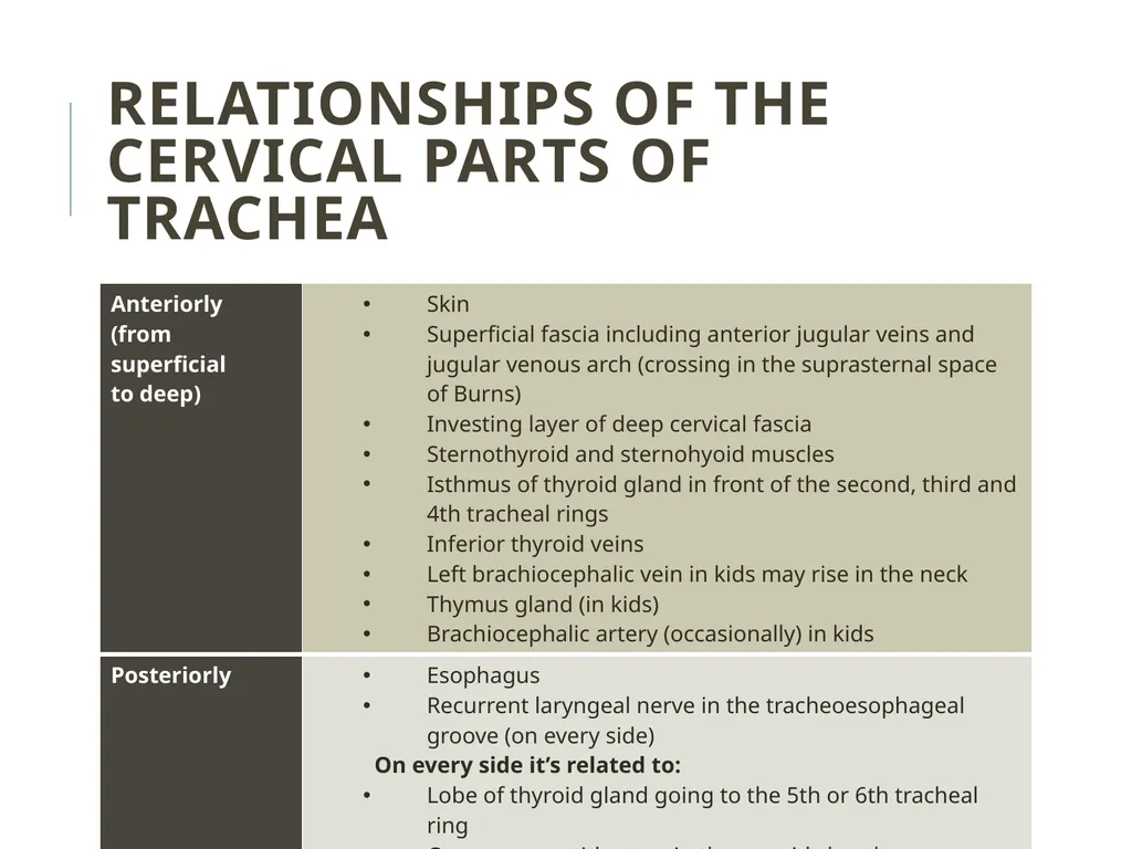 Trachea BY MBBSPPT.COM The Trachea is also called - slide 16 of 32