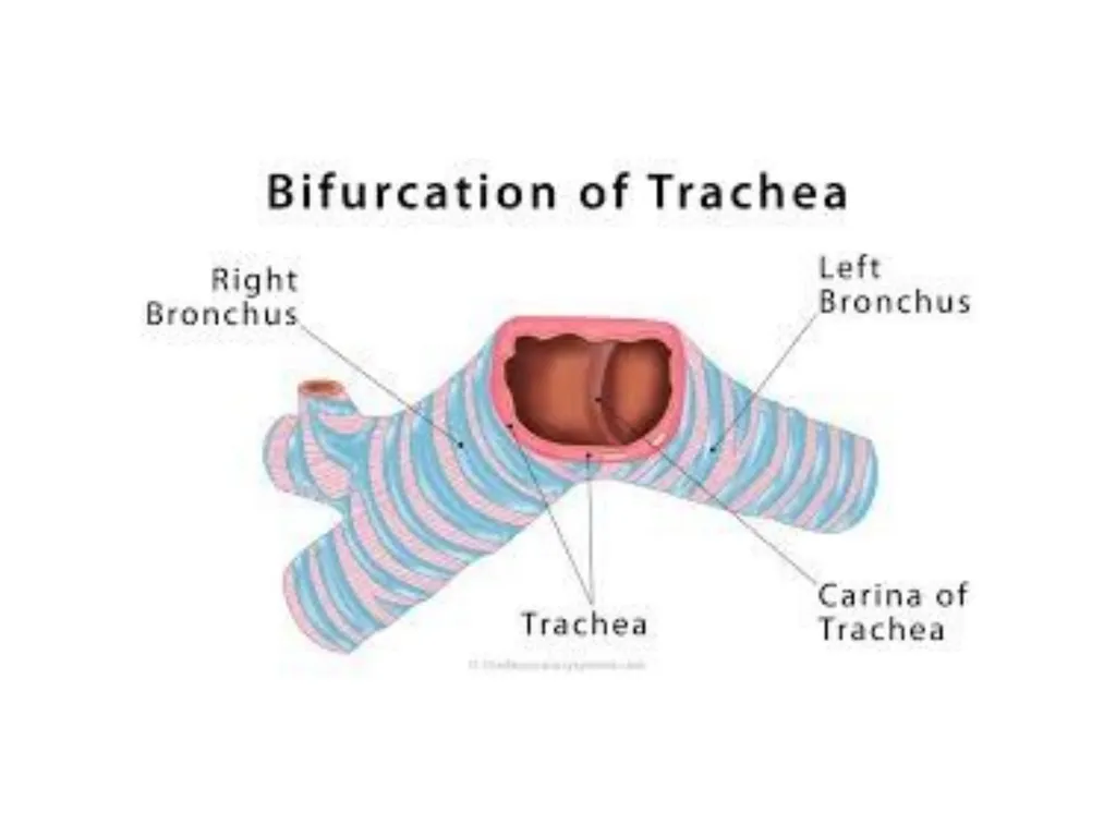 Trachea BY MBBSPPT.COM The Trachea is also called - slide 10 of 32