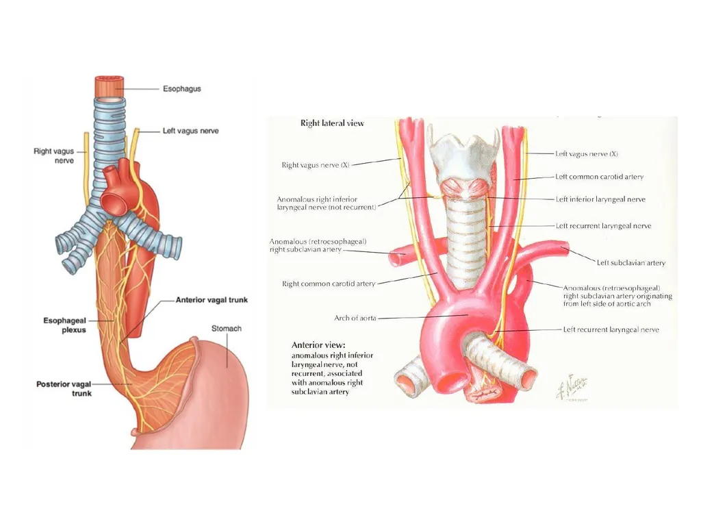 Trachea BY MBBSPPT.COM The Trachea is also called - slide 19 of 32