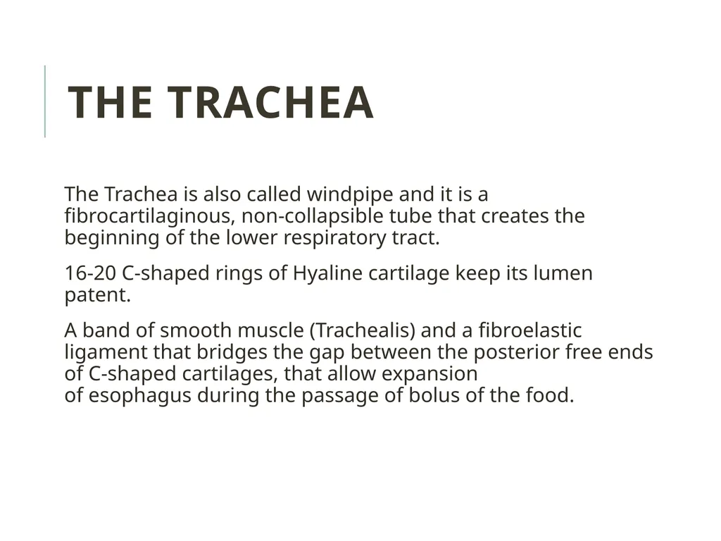 Trachea BY MBBSPPT.COM The Trachea is also called - slide 3 of 32