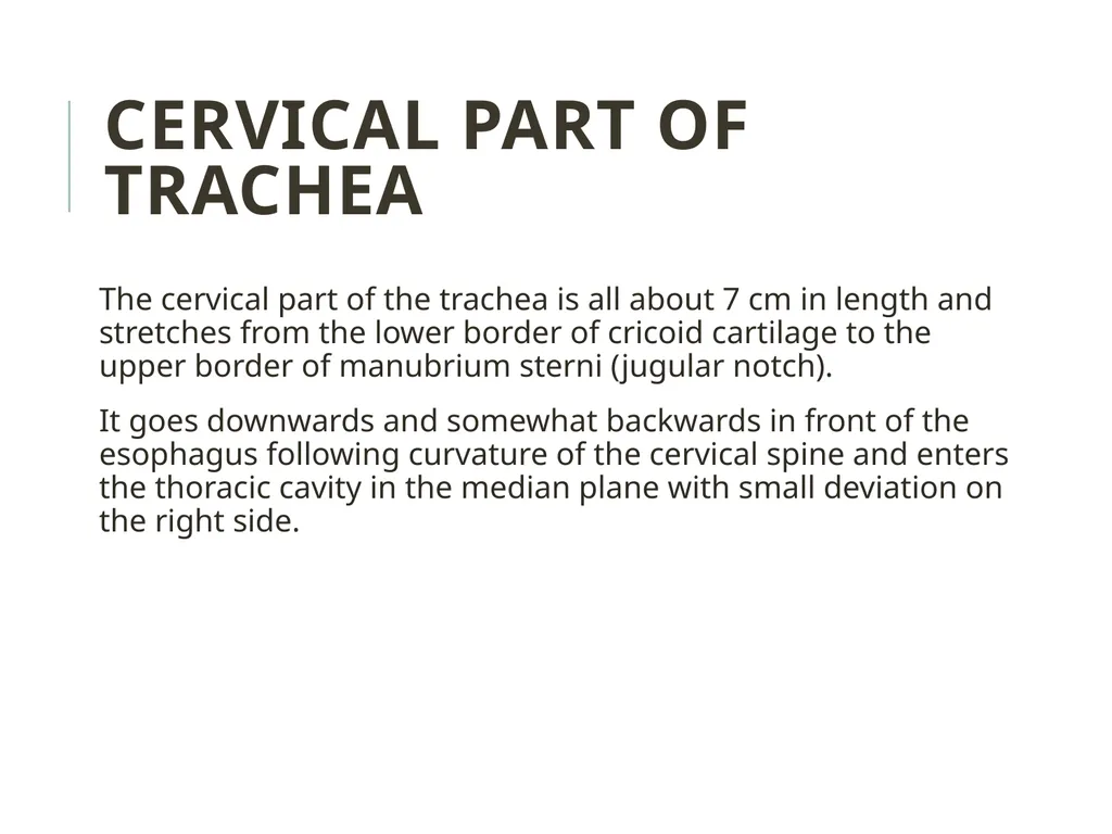 Trachea BY MBBSPPT.COM The Trachea is also called - slide 15 of 32