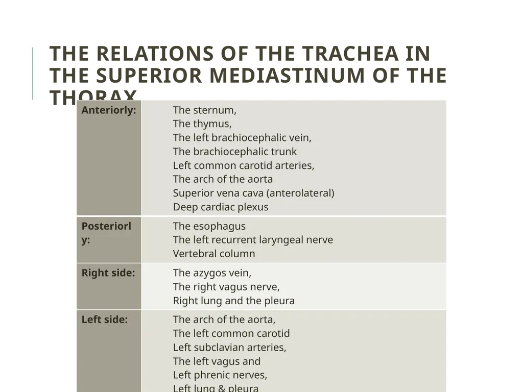 Trachea BY MBBSPPT.COM The Trachea is also called - slide 17 of 32
