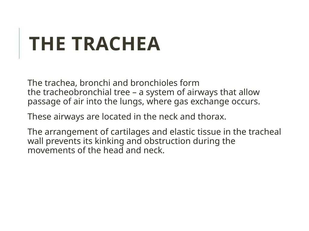 Trachea BY MBBSPPT.COM The Trachea is also called - slide 6 of 32