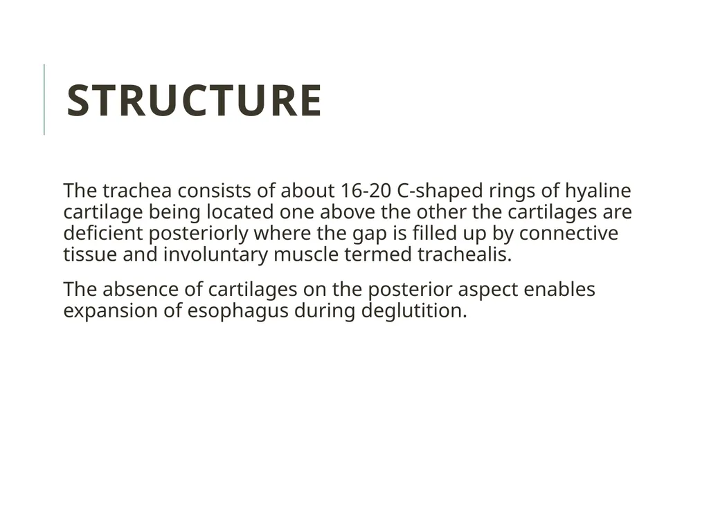Trachea BY MBBSPPT.COM The Trachea is also called - slide 13 of 32