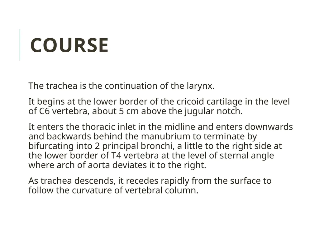 Trachea BY MBBSPPT.COM The Trachea is also called - slide 14 of 32