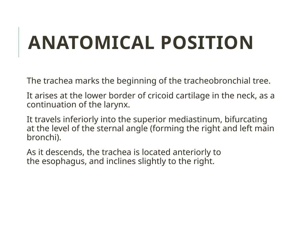 Trachea BY MBBSPPT.COM The Trachea is also called - slide 8 of 32