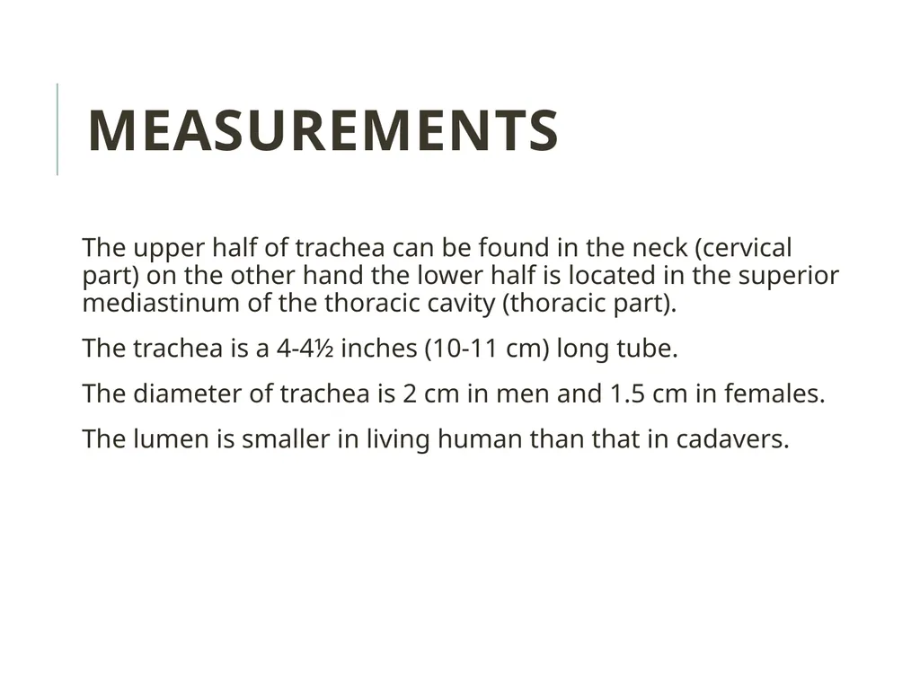 Trachea BY MBBSPPT.COM The Trachea is also called - slide 11 of 32