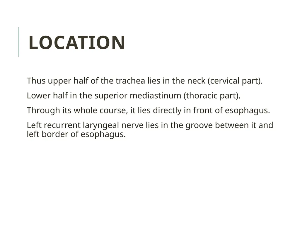 Trachea BY MBBSPPT.COM The Trachea is also called - slide 12 of 32