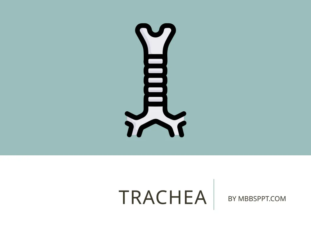Trachea BY MBBSPPT.COM The Trachea is also called - slide 1 of 32