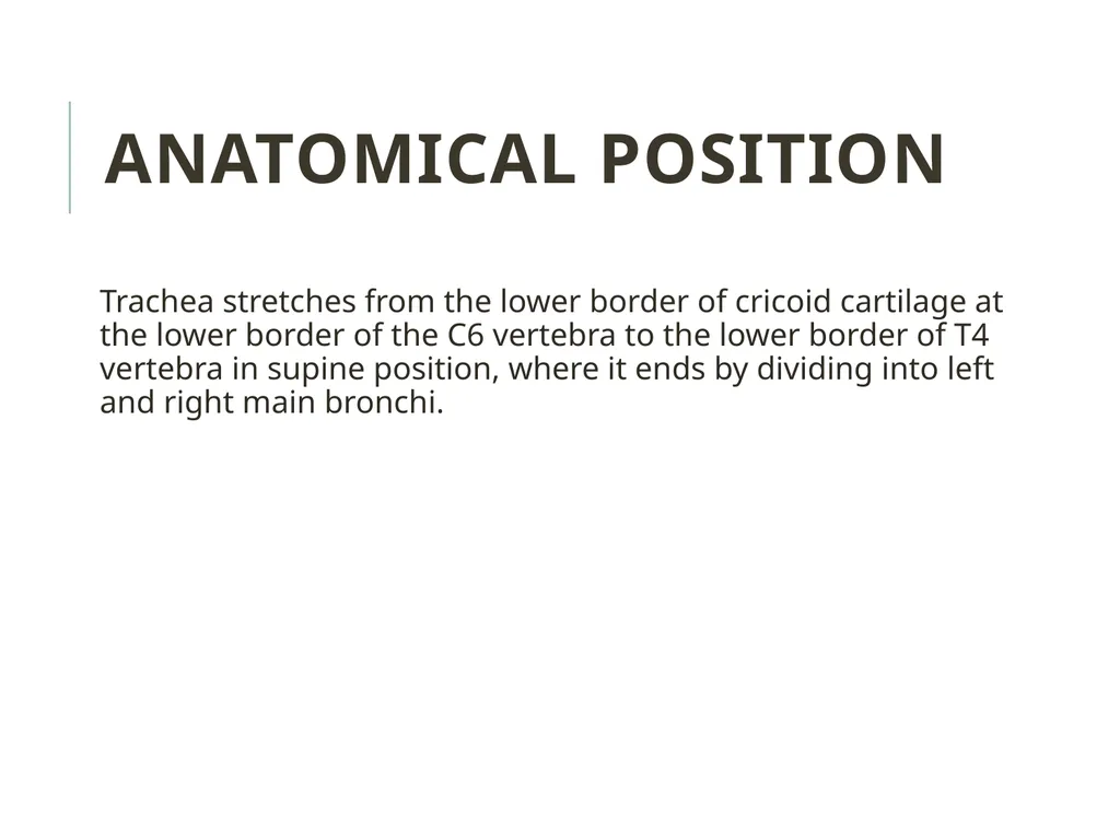 Trachea BY MBBSPPT.COM The Trachea is also called - slide 9 of 32
