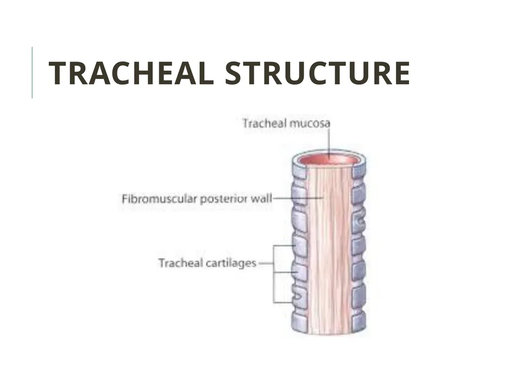 Trachea BY MBBSPPT.COM The Trachea is also called - slide 4 of 32