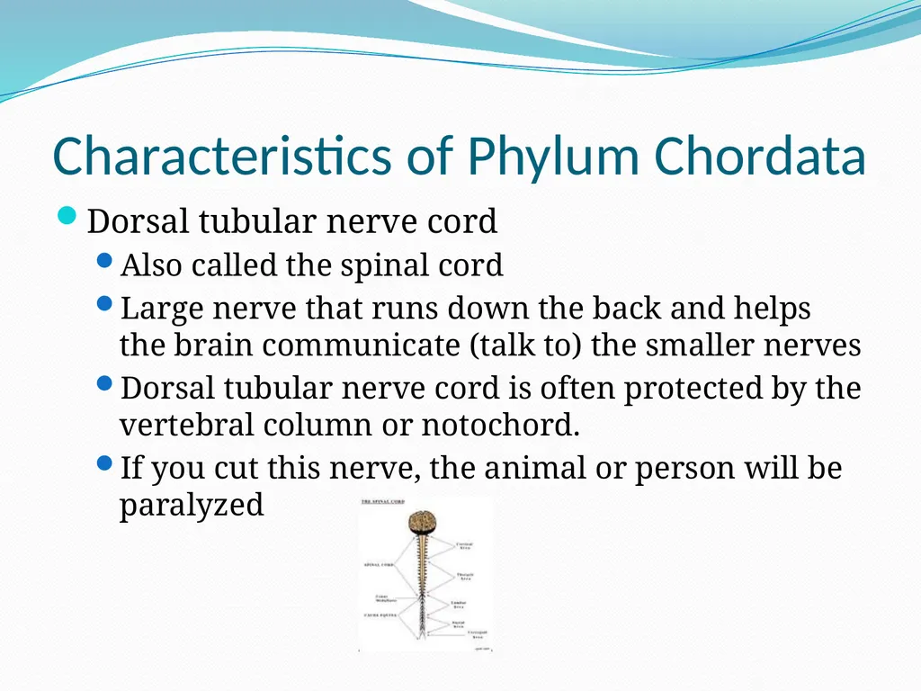 The Ectothermic Vertebrates: Chapter 17A and B - slide 7 of 30