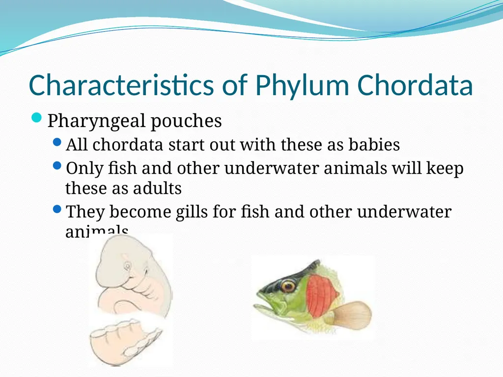 The Ectothermic Vertebrates: Chapter 17A and B - slide 9 of 30