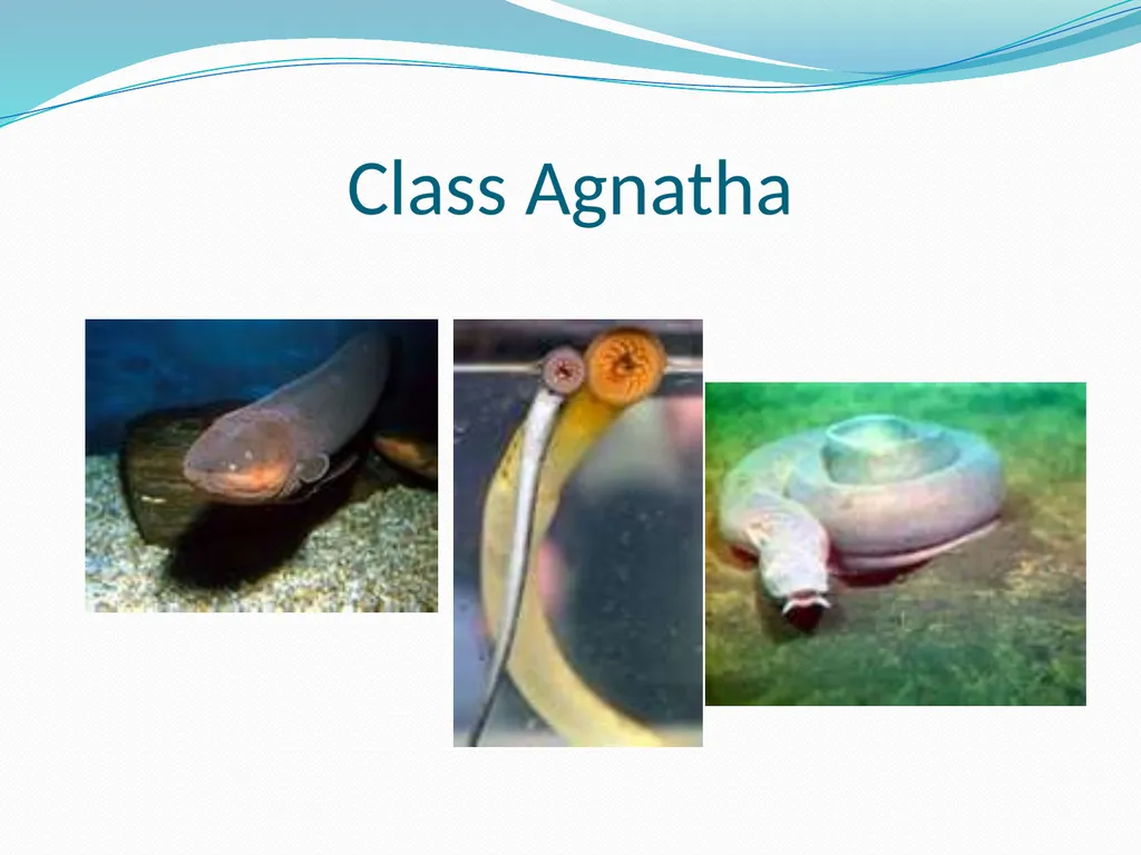 The Ectothermic Vertebrates: Chapter 17A and B - slide 27 of 30