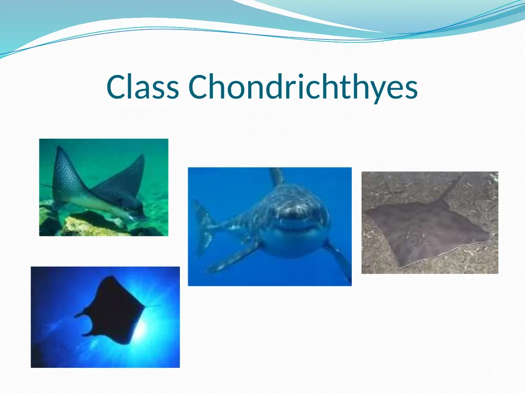 The Ectothermic Vertebrates: Chapter 17A and B - slide 29 of 30
