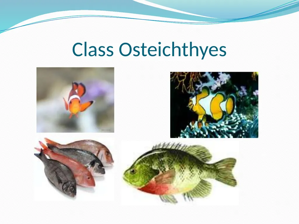 The Ectothermic Vertebrates: Chapter 17A and B - slide 25 of 30