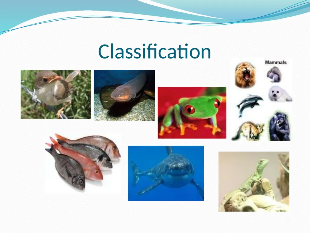The Ectothermic Vertebrates: Chapter 17A and B - slide 12 of 30