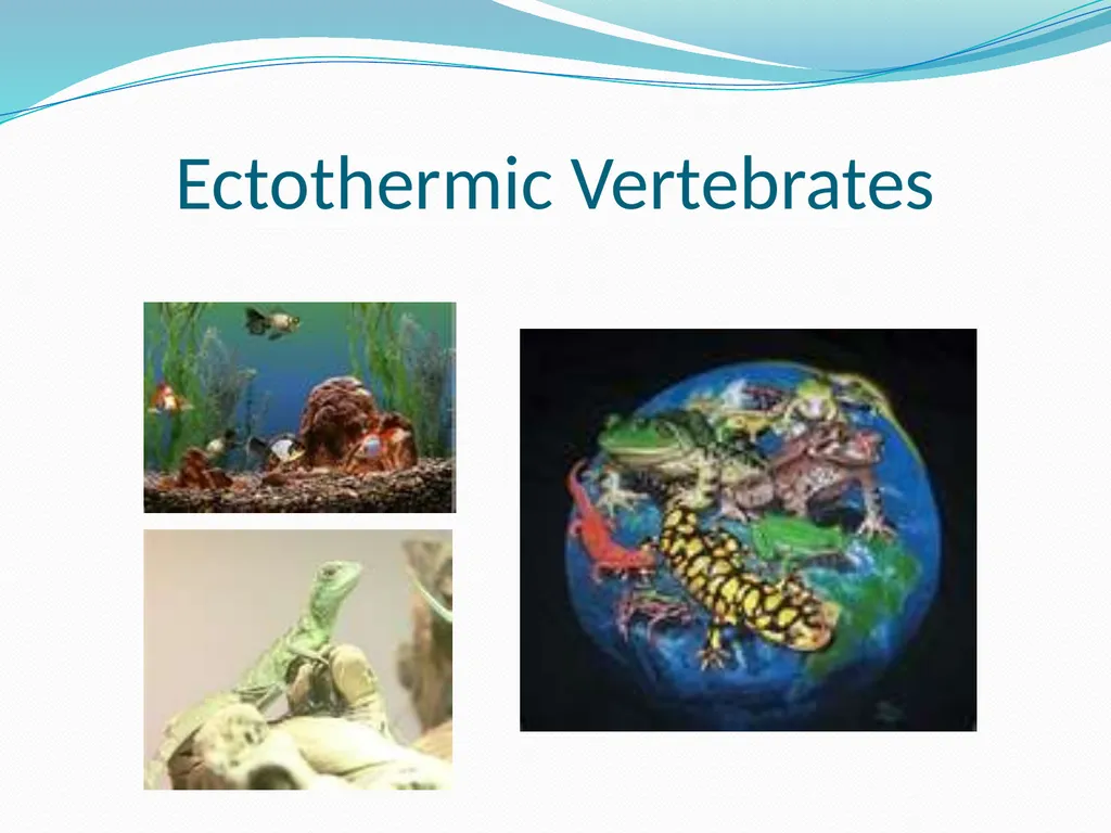 The Ectothermic Vertebrates: Chapter 17A and B - slide 14 of 30