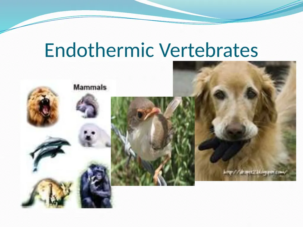 The Ectothermic Vertebrates: Chapter 17A and B - slide 16 of 30