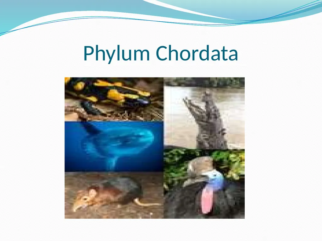The Ectothermic Vertebrates: Chapter 17A and B - slide 2 of 30