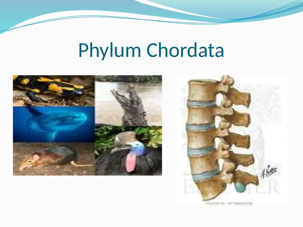 The Ectothermic Vertebrates: Chapter 17A and B - slide 4 of 30