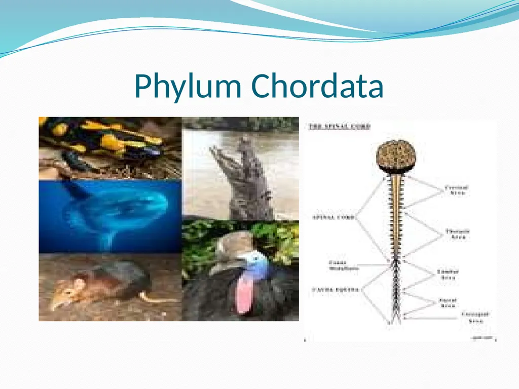 The Ectothermic Vertebrates: Chapter 17A and B - slide 6 of 30
