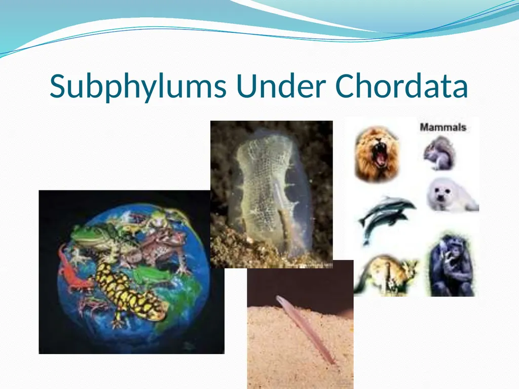 The Ectothermic Vertebrates: Chapter 17A and B - slide 10 of 30