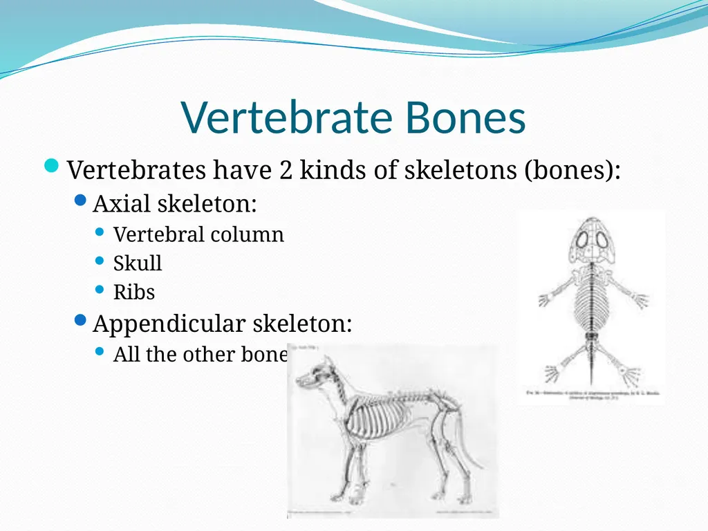The Ectothermic Vertebrates: Chapter 17A and B - slide 18 of 30
