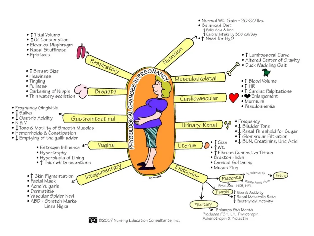 Objectives Menstruation Hormone function - slide 41 of 58