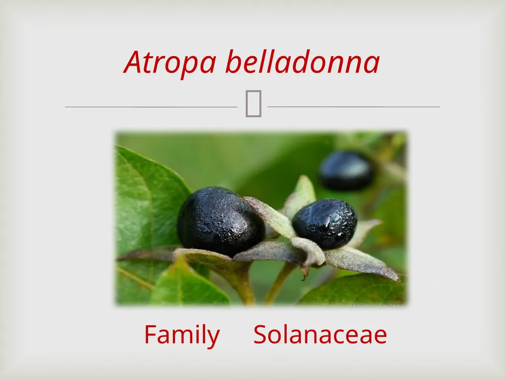 Tropane alkaloids LAB.3 Pharmacognosy 3rd Class, - slide 7 of 18