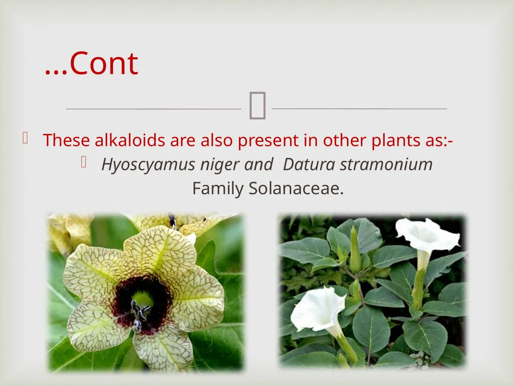 Tropane alkaloids LAB.3 Pharmacognosy 3rd Class, - slide 12 of 18