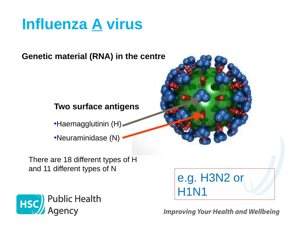 Childhood Influenza (flu) Immunisation Programme - slide 6 of 57