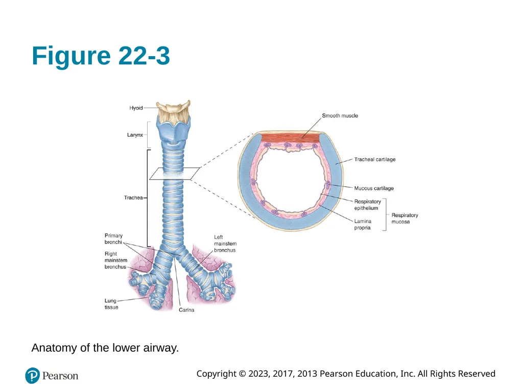Paramedic Care: Principles & Practice Sixth - slide 14 of 87