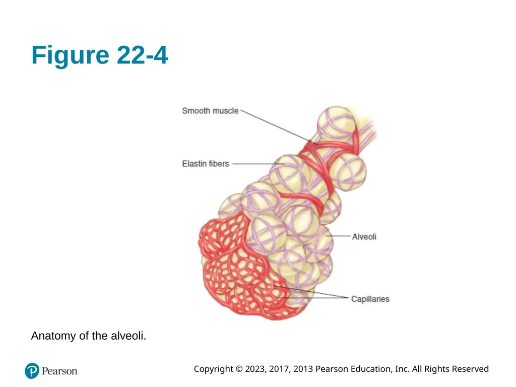Paramedic Care: Principles & Practice Sixth - slide 17 of 87