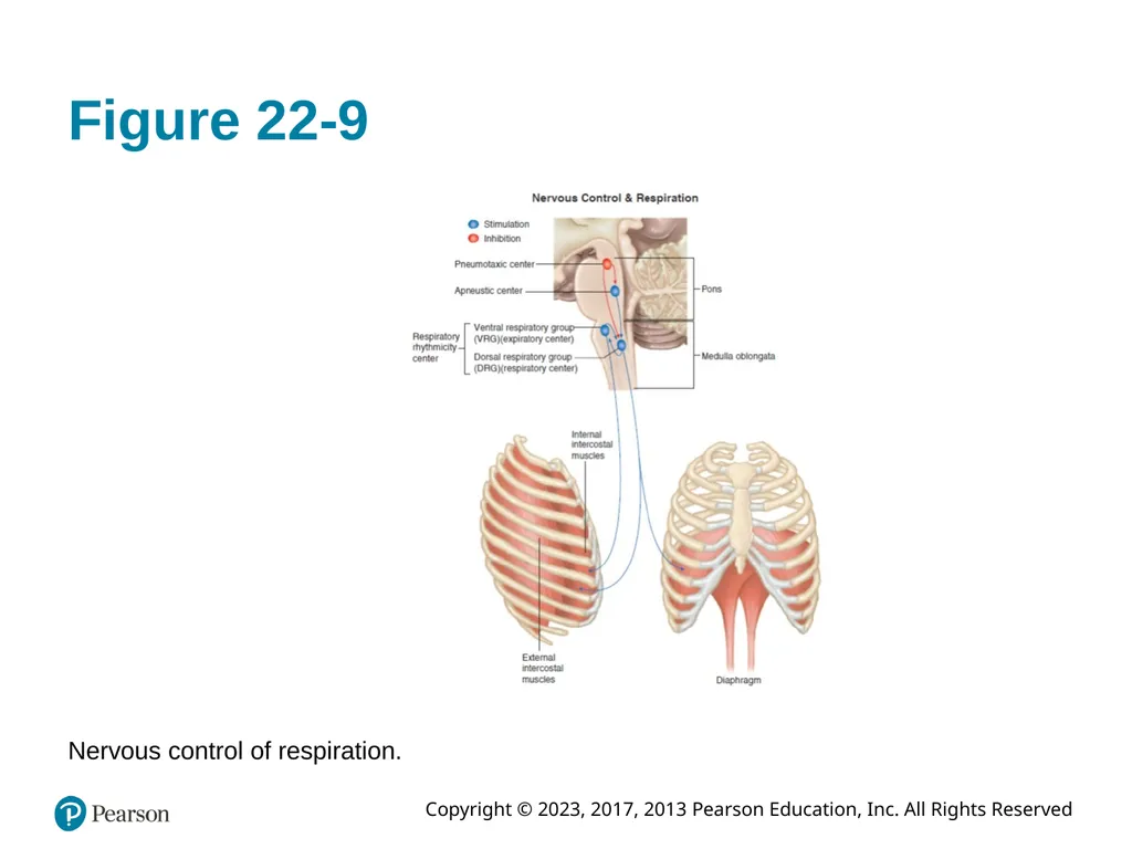 Paramedic Care: Principles & Practice Sixth - slide 36 of 87