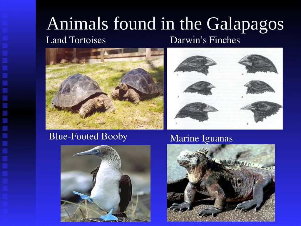 EVOLUTION Chapter 13.1 Charles Darwin Darwin’s - slide 17 of 53