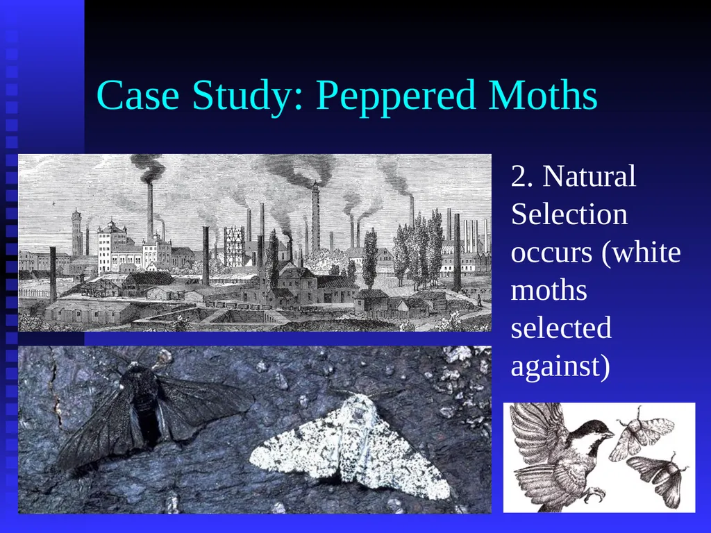 EVOLUTION Chapter 13.1 Charles Darwin Darwin’s - slide 51 of 53