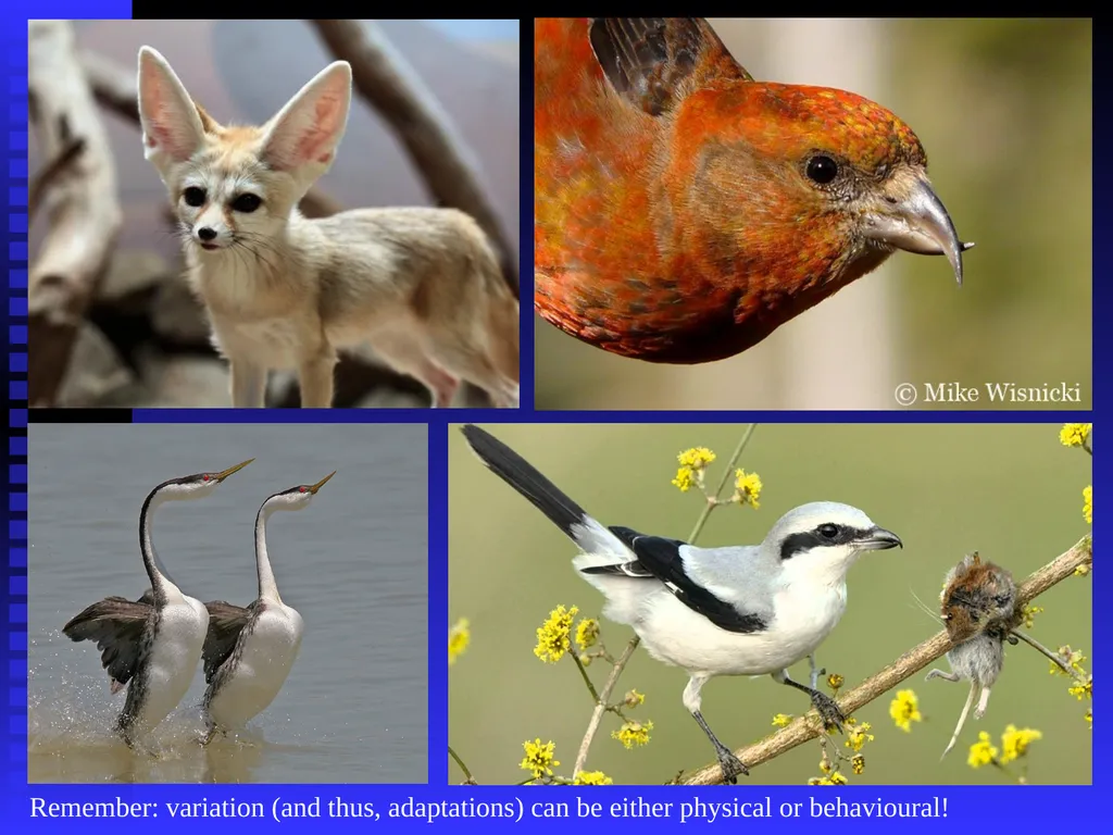 EVOLUTION Chapter 13.1 Charles Darwin Darwin’s - slide 48 of 53