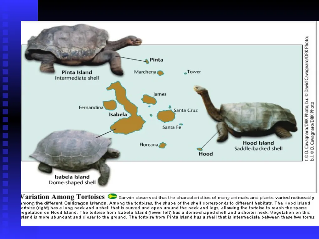 EVOLUTION Chapter 13.1 Charles Darwin Darwin’s - slide 16 of 53