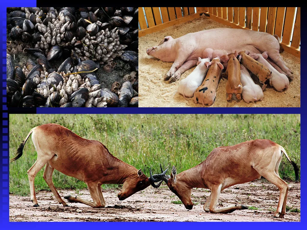 EVOLUTION Chapter 13.1 Charles Darwin Darwin’s - slide 46 of 53
