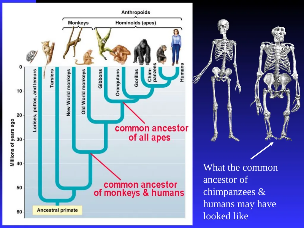 EVOLUTION Chapter 13.1 Charles Darwin Darwin’s - slide 24 of 53