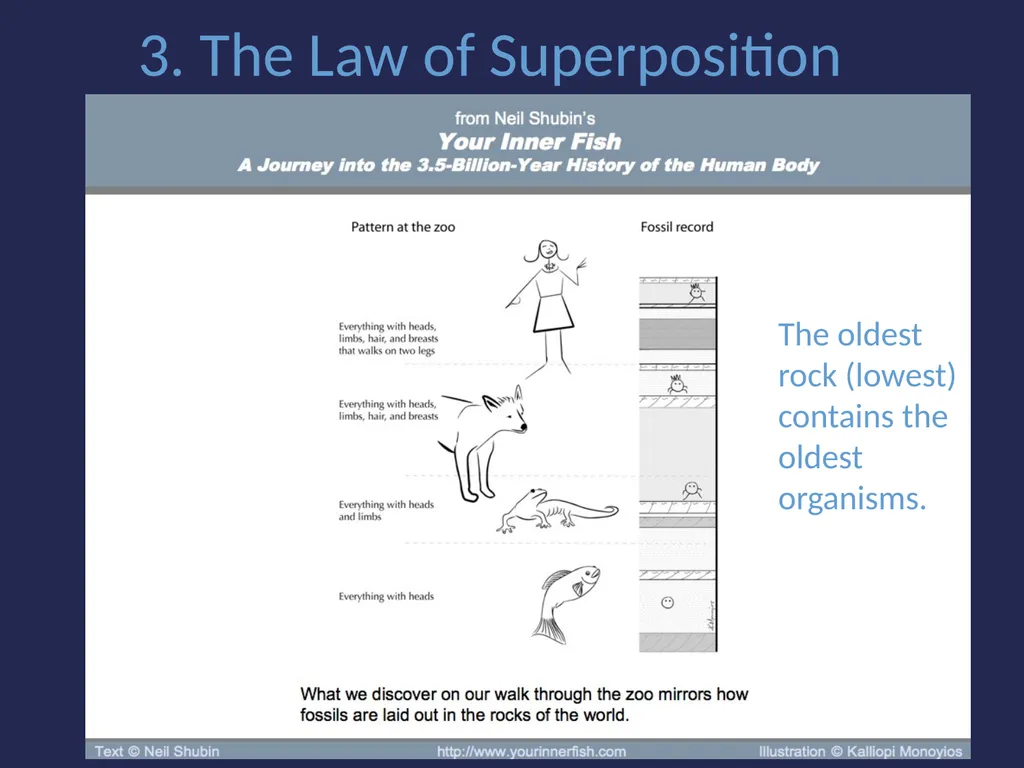 Evolution It’s a Family Affair Diversity and - slide 16 of 37