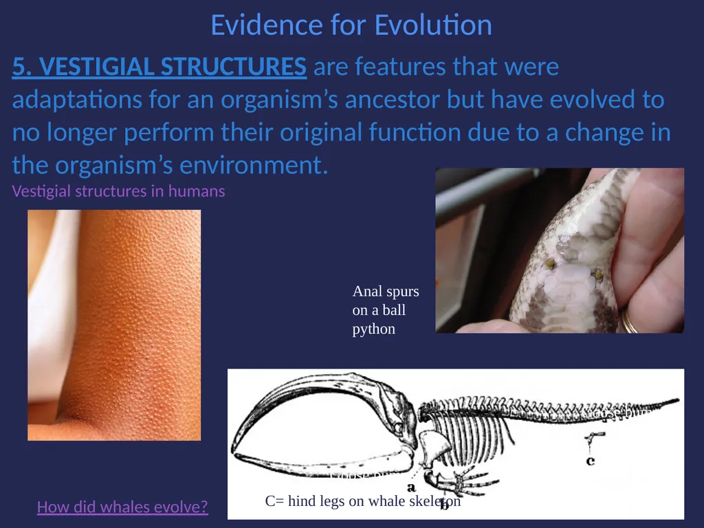 Evolution It’s a Family Affair Diversity and - slide 21 of 37