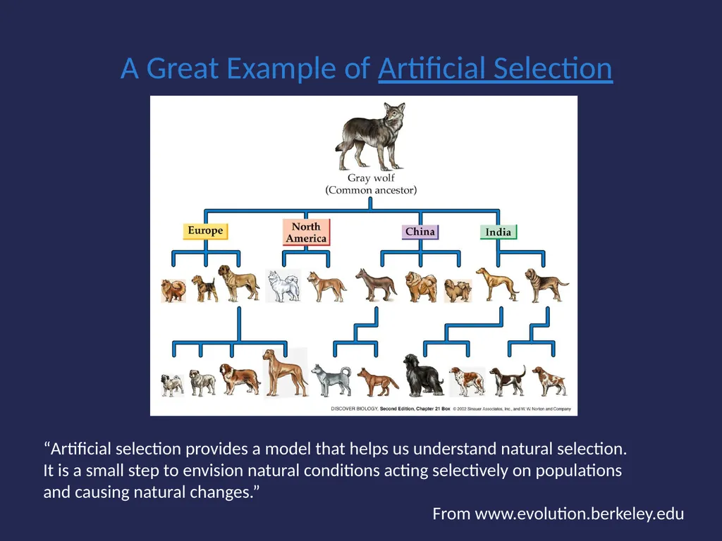 Evolution It’s a Family Affair Diversity and - slide 19 of 37