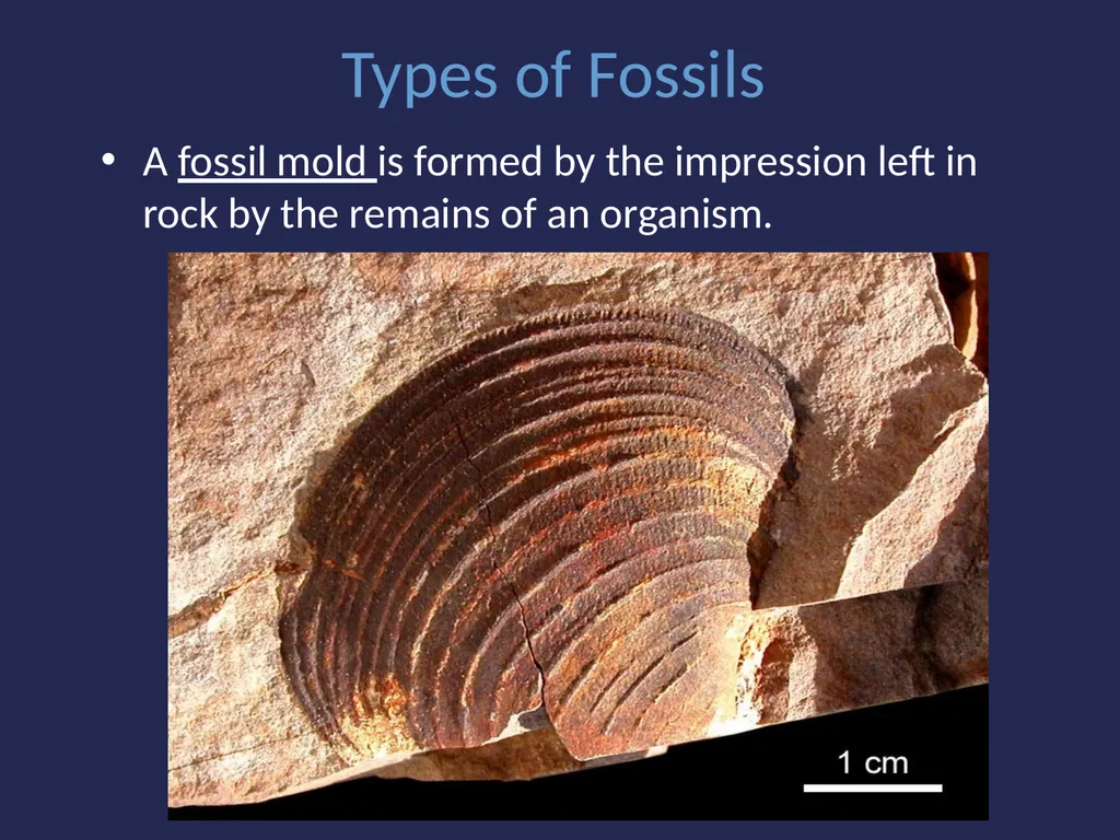 Evolution It’s a Family Affair Diversity and - slide 9 of 37