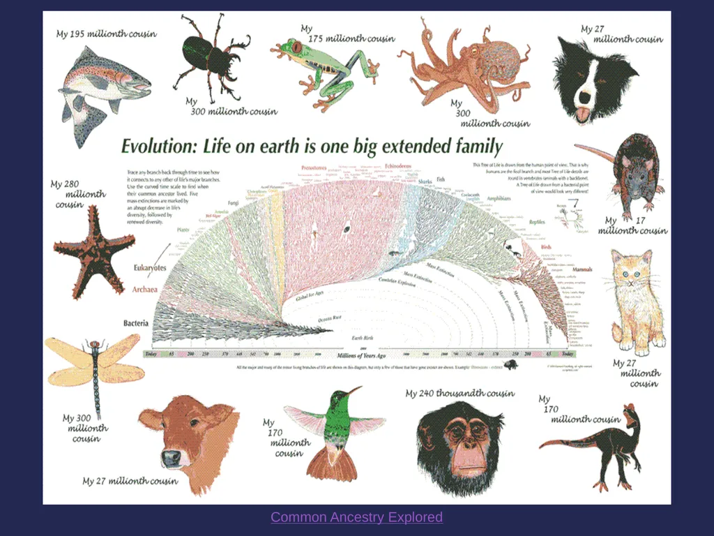 Evolution It’s a Family Affair Diversity and - slide 5 of 37