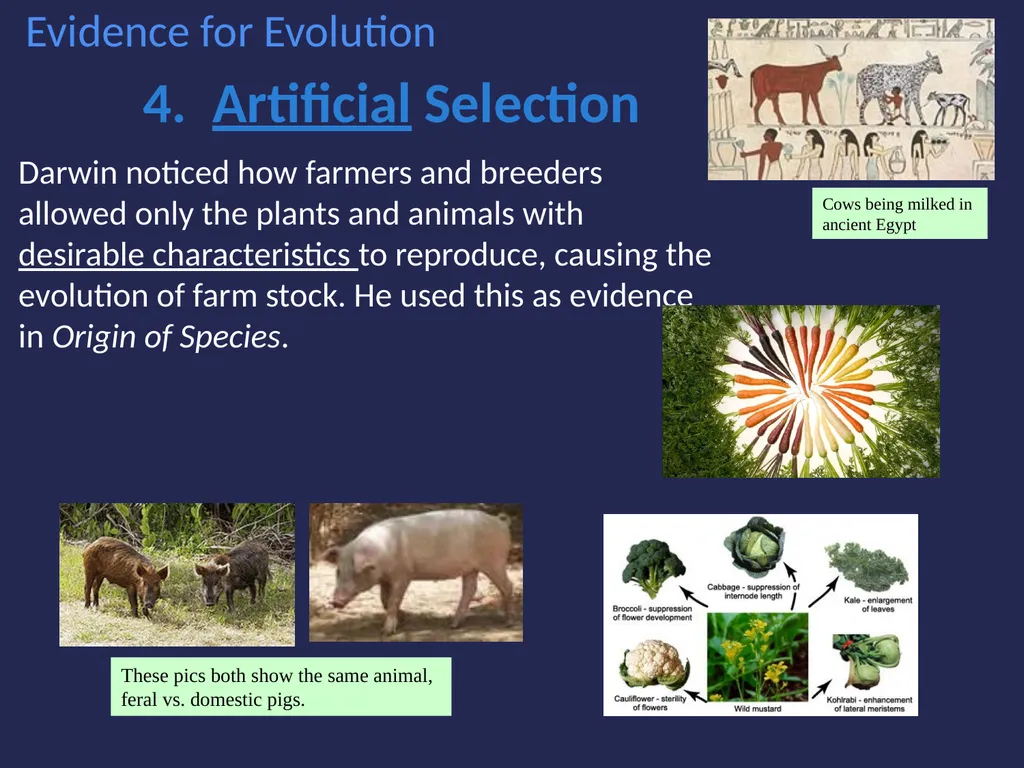 Evolution It’s a Family Affair Diversity and - slide 18 of 37
