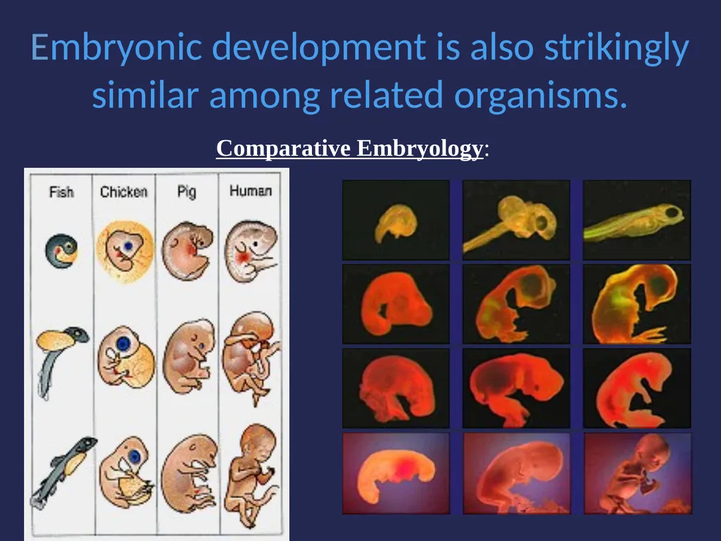 Evolution It’s a Family Affair Diversity and - slide 24 of 37
