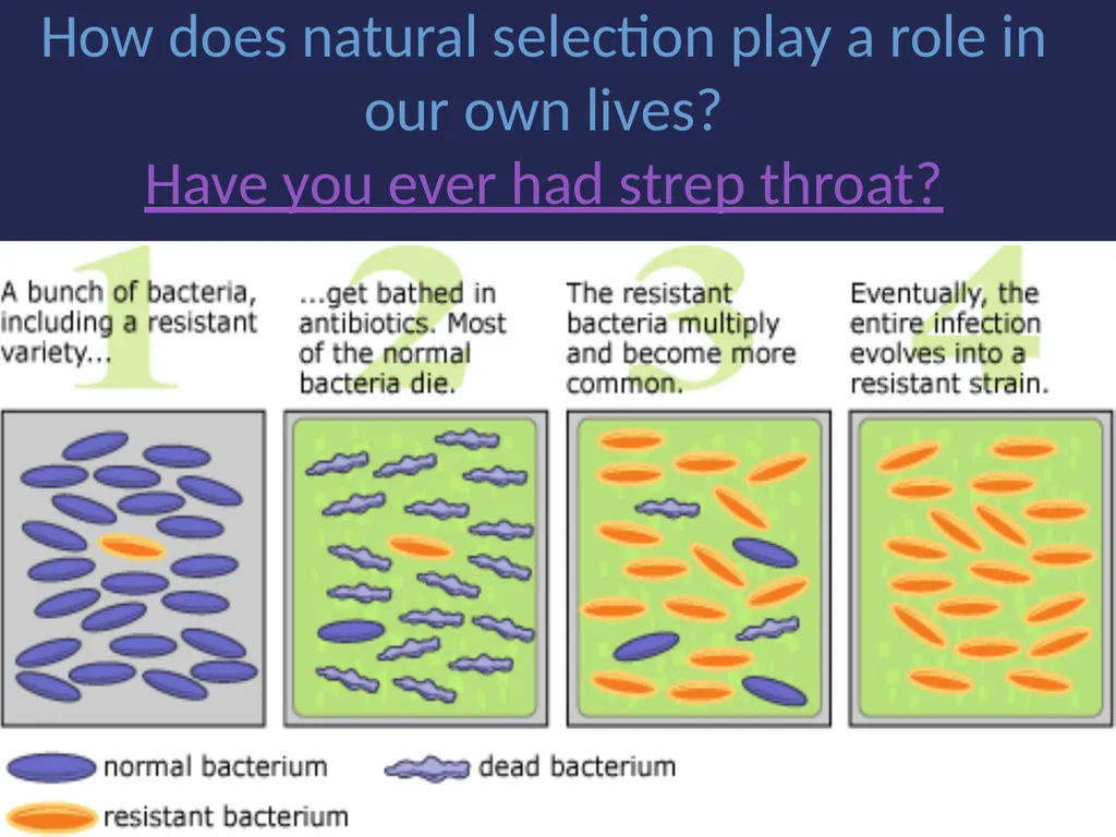 Evolution It’s a Family Affair Diversity and - slide 36 of 37