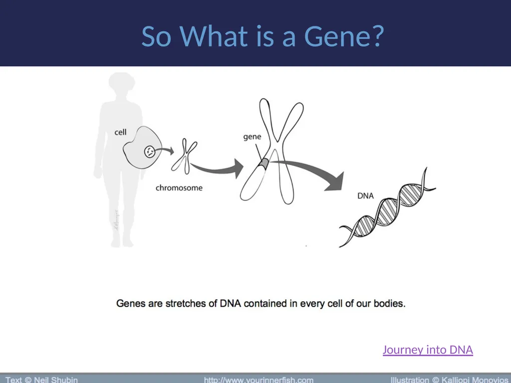Evolution It’s a Family Affair Diversity and - slide 26 of 37